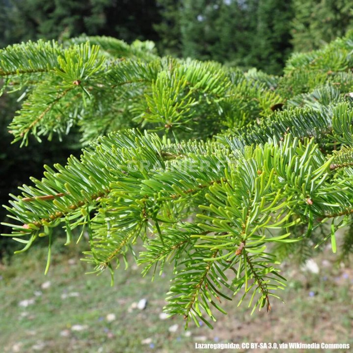  Sapin de Nordmann caucasien, Abies nordmanniana Caucasian image